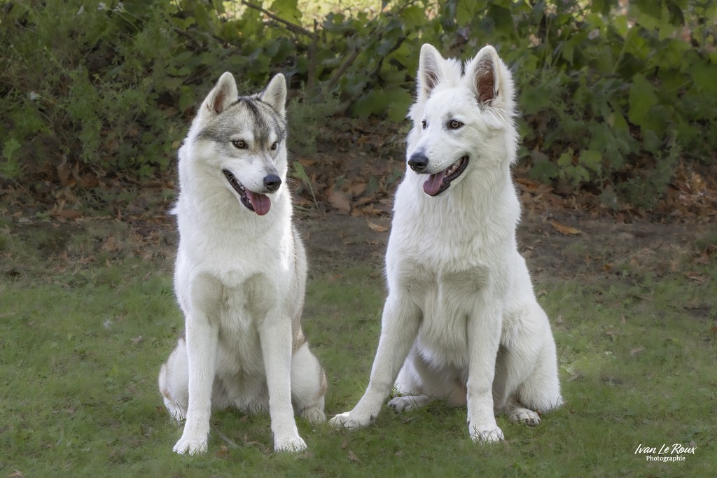 Husky berger blanc suisse