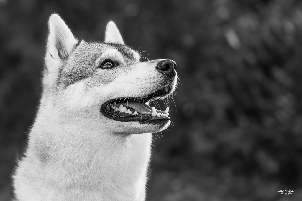 Husky noir & blanc