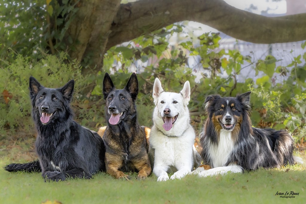 Quatre chiens