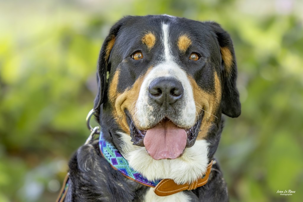 Grand bouvier suisse