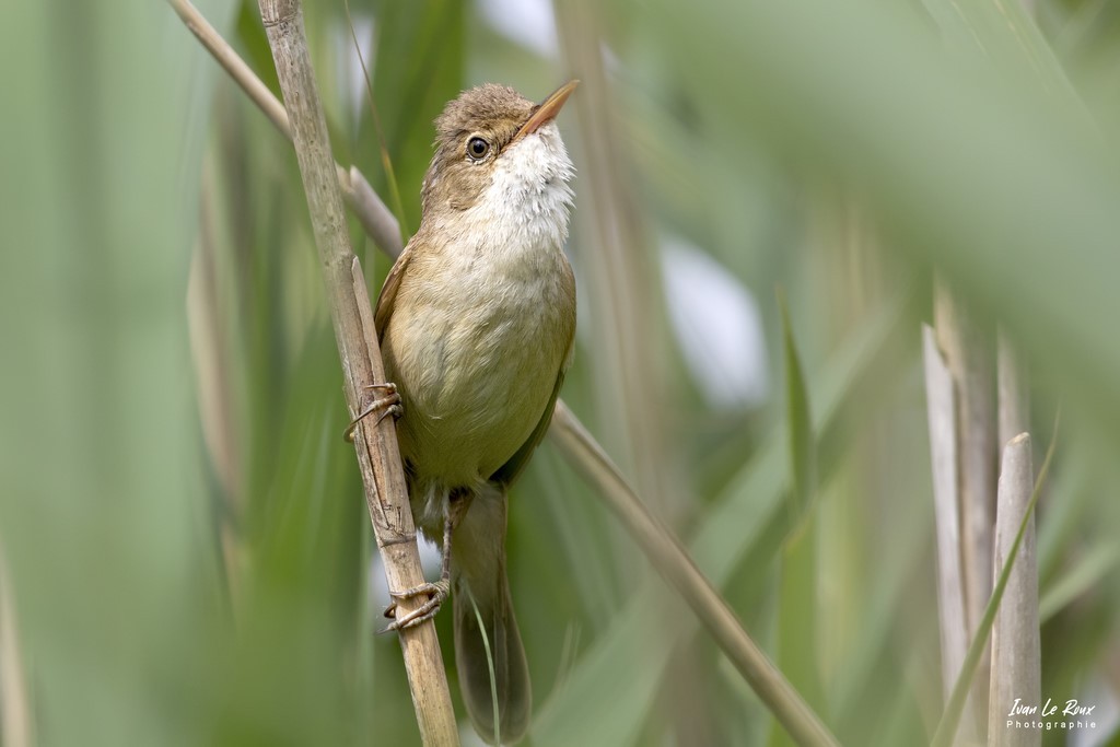 ​Rousserolle Effarvatte dans les roseaux - Plan d'eau de Mézières-Écluzelles (28) photographe Ivan Le Roux
