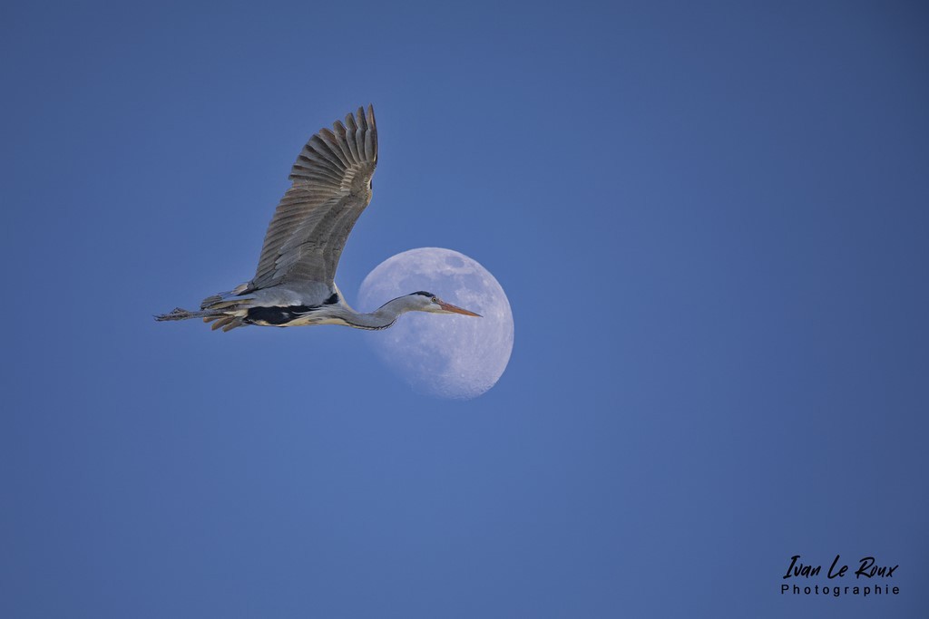Héron cendré au clair de lune Photographe Ivan Le Roux