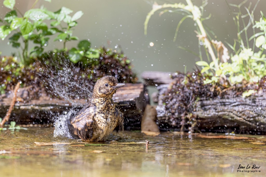 Merle juvénile prend son bain Photographe Ivan Le Roux