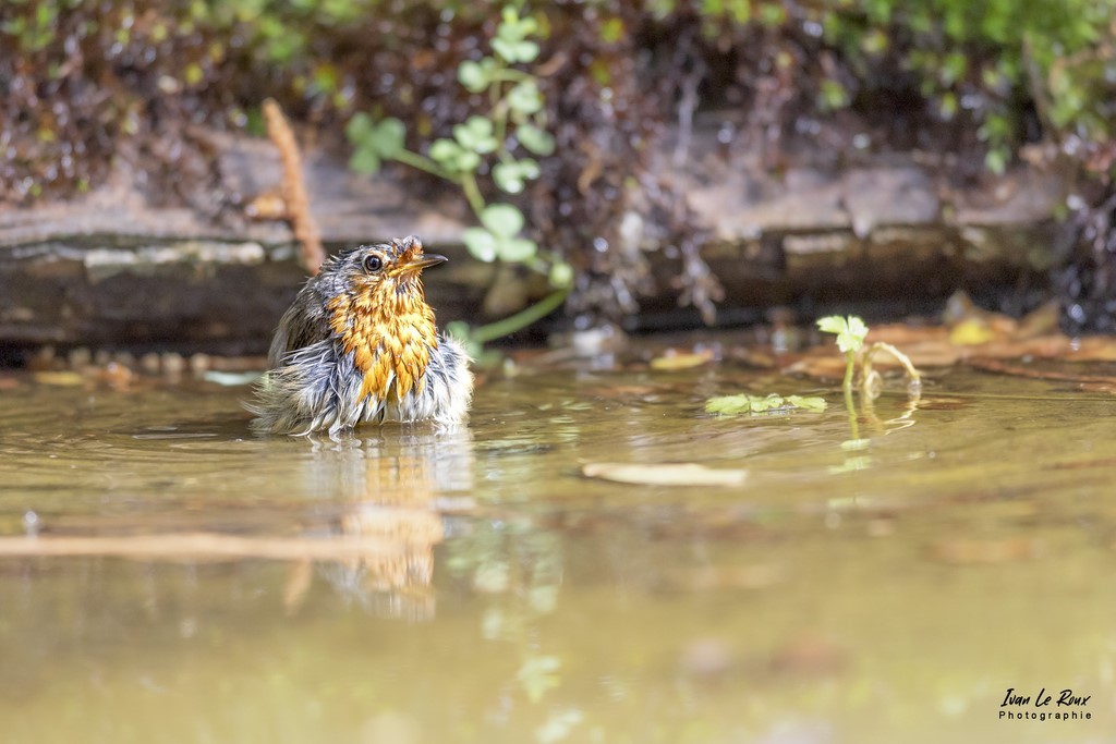 Le Rouge-Gorge prend son bain Photographe Ivan Le Roux