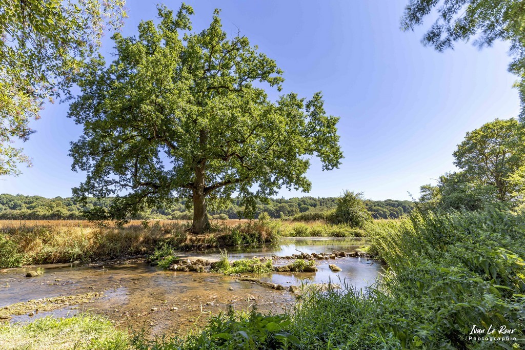 Sur les bord de la Risle - Eure (27) Photographe Ivan Le Roux
