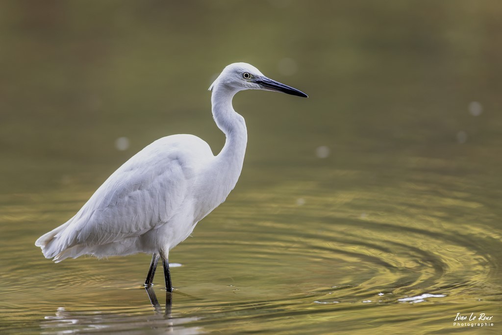 Aigrette garzette dans la Risle - Romilly-la-Puthenaye (27)
