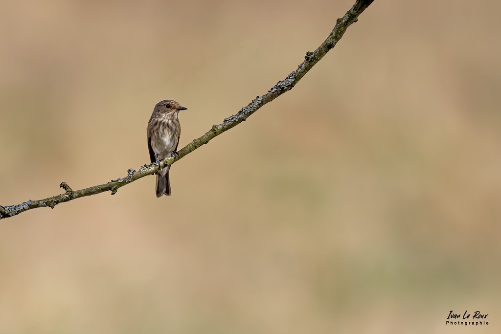Gobemouche gris sur sa branche - Ivan Le Roux