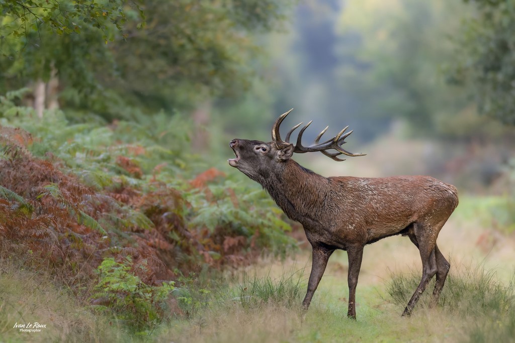Brame du Cerf Photographe Ivan Le Roux