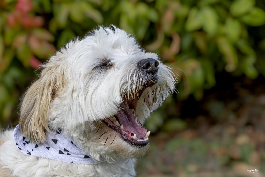 Chien abboie