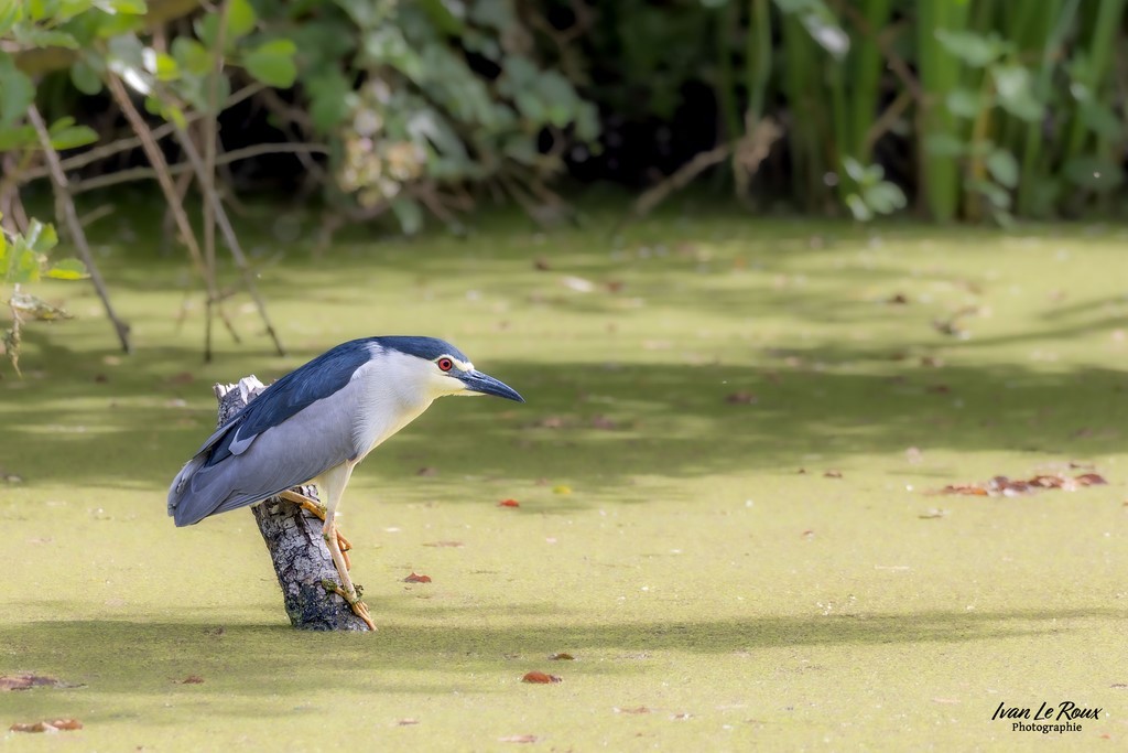 Bihoreau gris au plan d'eau de Mézières-Ecluzelles (28) - Photographe Ivan Le Roux