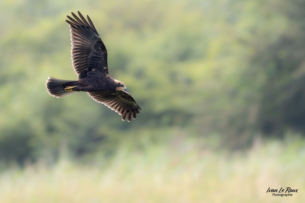 Busard des Roseaux en baie de Somme (80) - Photographe Ivan Le Roux