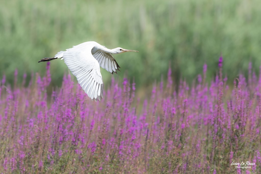 Spatule blanche dans la baie Somme (80) photographe Ivan Le Roux