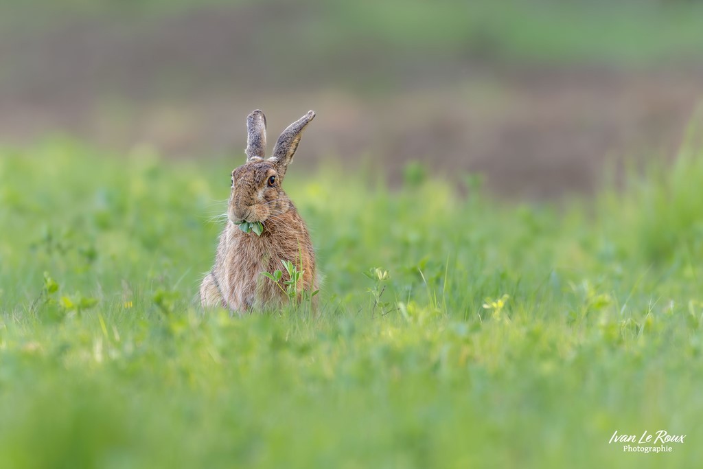 Lièvre qui mange Photographe Ivan Le Roux