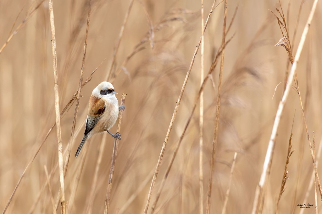 Rémiz penduline dans la roselière de l'Estuaire de la Seine (76) Photographe Ivan Le Roux
