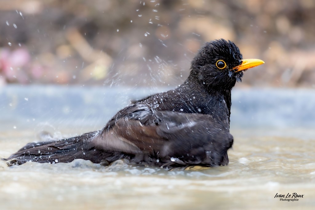 Baignade pour le Merle noir - Romilly-la-Puthenaye (27) Photographe Ivan Le Roux