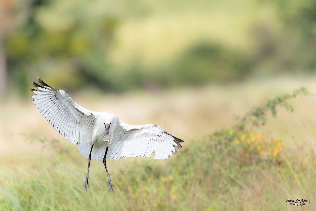 Spatule blanche - Marais de Hiers-Brouage (17) - Ivan Le Roux Photographie