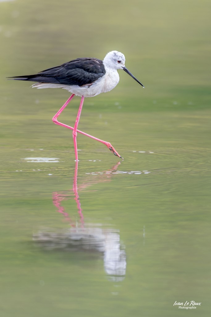 Echasse blanche dans la baie de Somme Photographe Ivan Le Roux