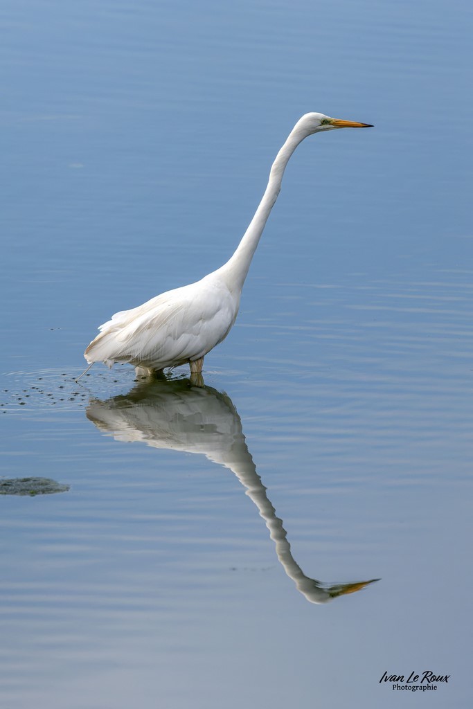 Grande Aigrette - Baie de Somme Photographe Ivan Le Roux