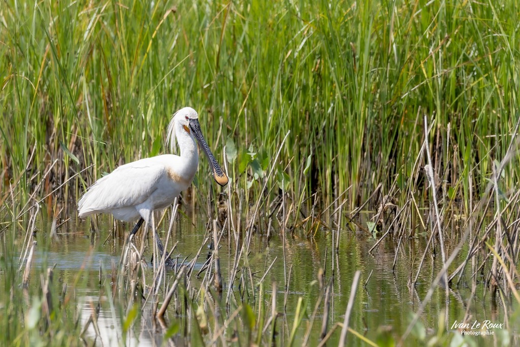 Spatule blanche en baie de Somme Photographe Ivan Le Roux