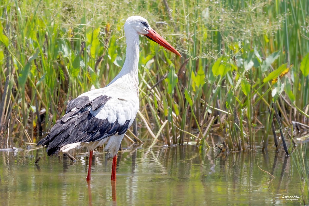 Cigogne blanche en baie de Somme photographe Ivan Le Roux