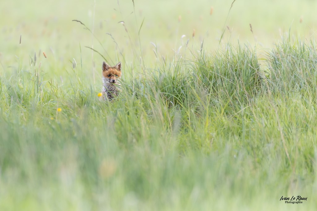 Renardeau dans les grandes herbes - Romilly-la-Puthenaye (27) - Photographe Ivan Le Roux
