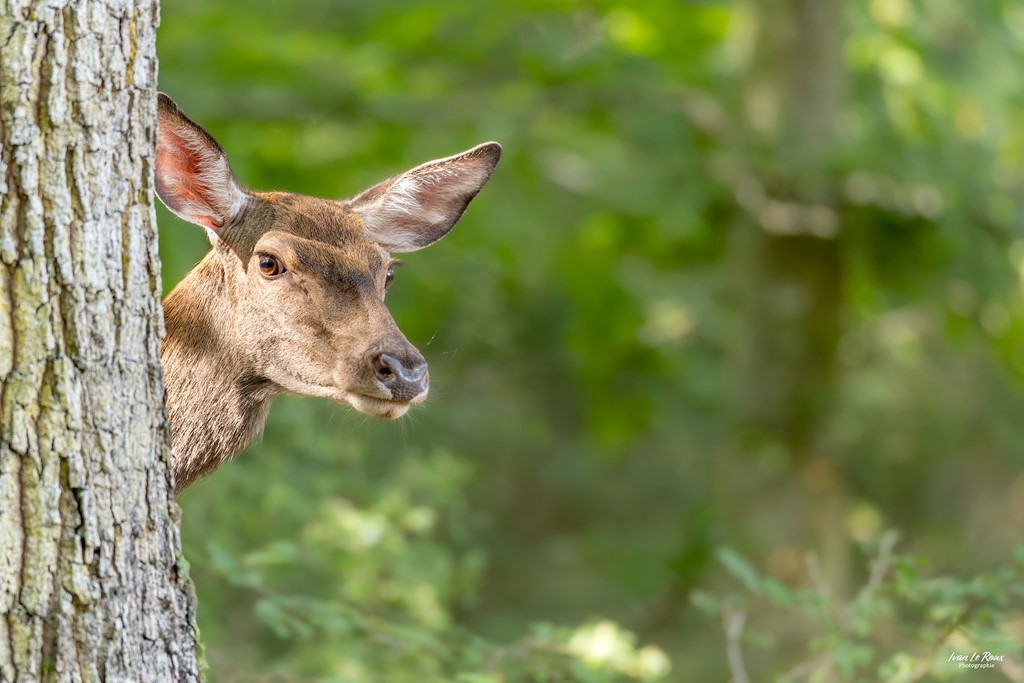 Cache-cache avec une biche photographe Ivan Le Roux