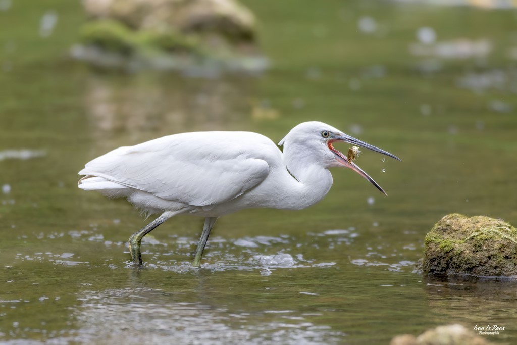 Aigrette garzette attrape un poisson Photographe Ivan Le Roux