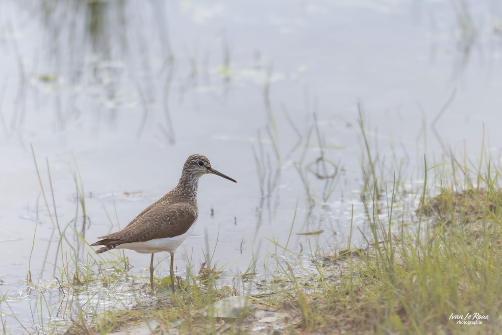 Chevalier cul-blanc sur la Risle - Romilly-la-Puthenaye (27) - Photographe Ivan Le Roux
