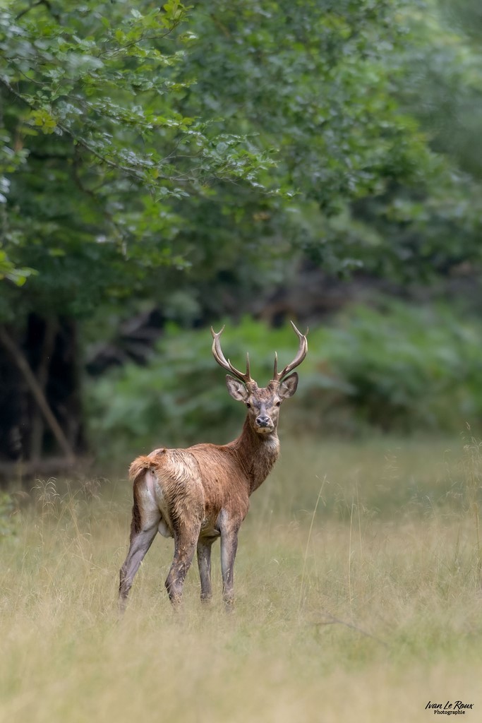 Cerf - Eure (27) photographe Ivan Le Roux