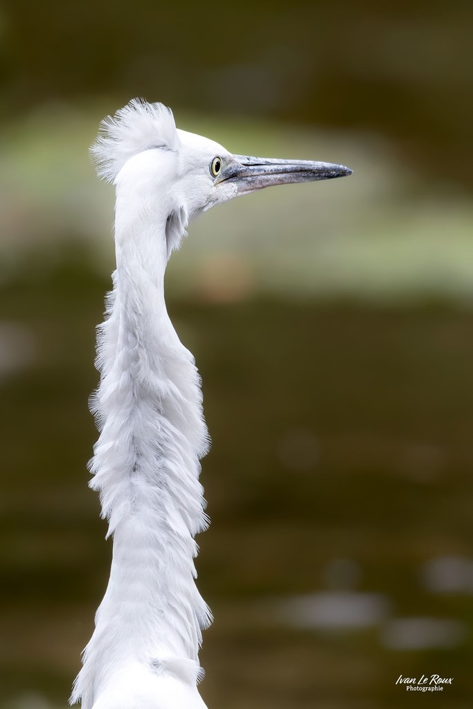Aigrette garzette ébouriffé sur la Risle - Romilly-la-Puthenaye (27)