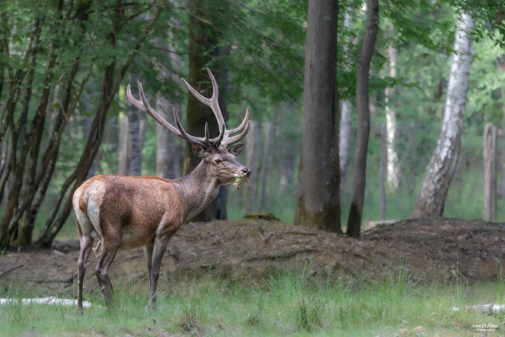 Cerf en forêt normande Photographe Ivan Le Roux