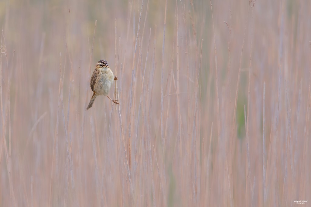 Phragmite des joncs Ivan Le Roux Photographe