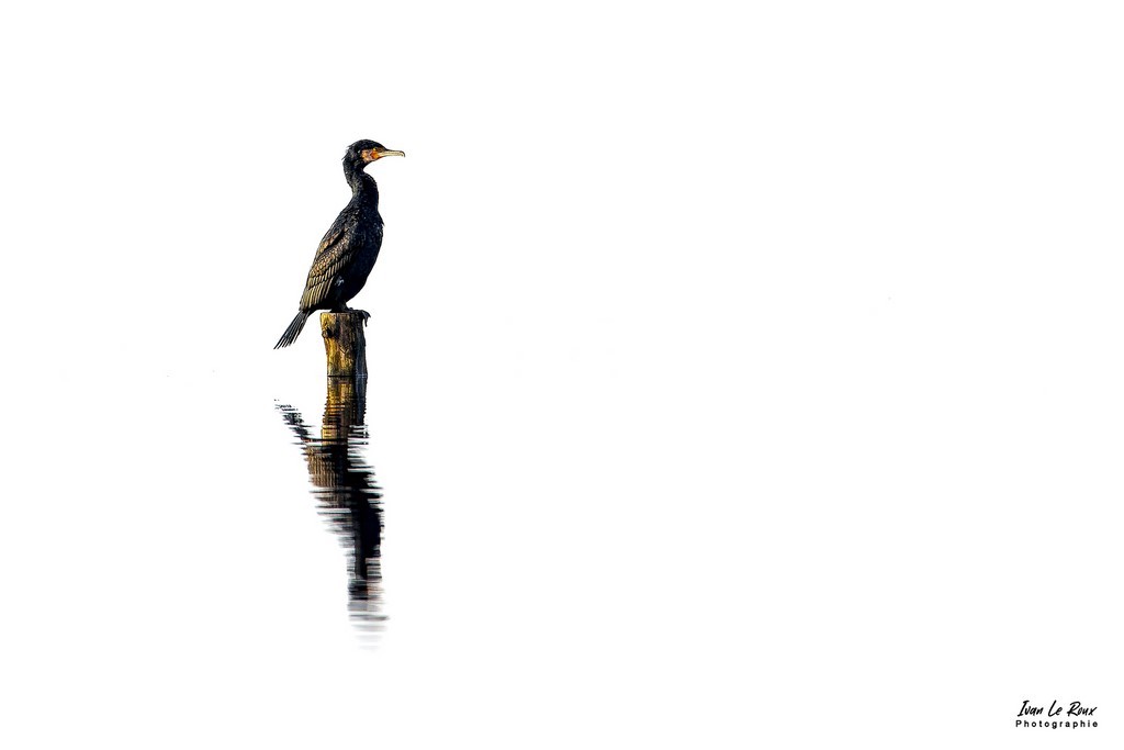 Photo minimaliste d'un Cormoran sur fond blanc Photographe Ivan Le Roux