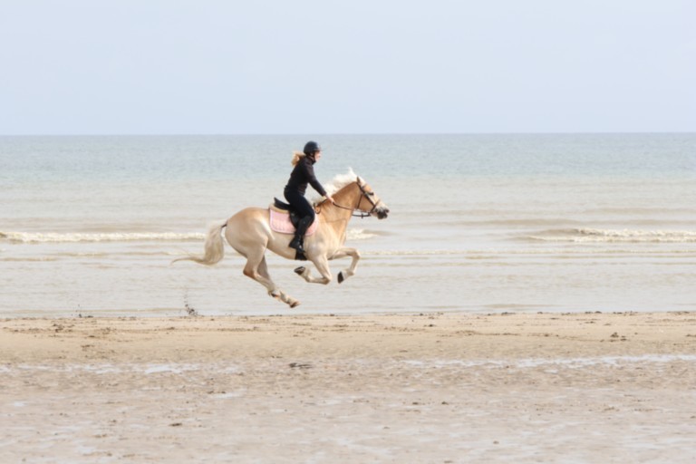 Jessiga gallot sur la plage de Merville