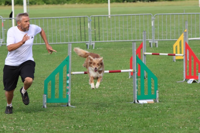 Agility saut de haie
