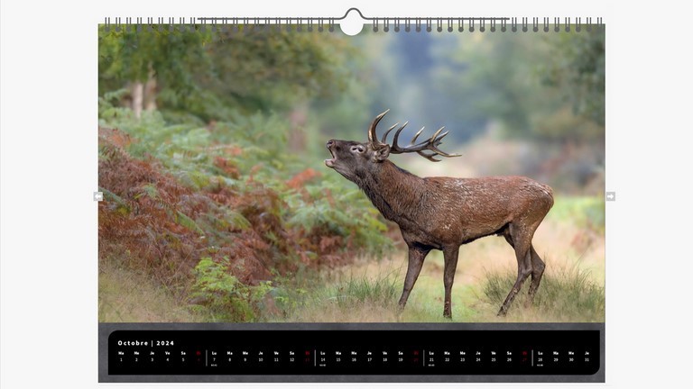 Calendrier animalier 2024 Cervidés