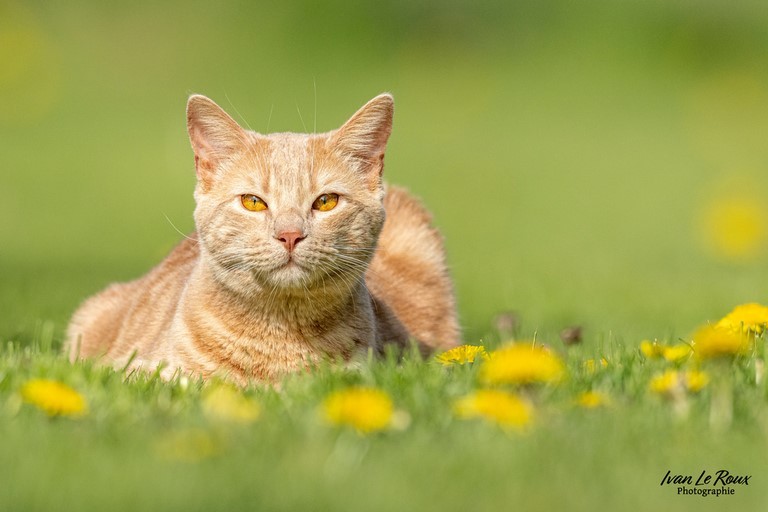 Chaton dans l'herbe