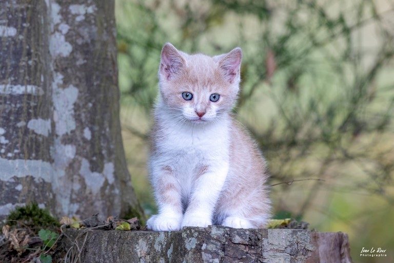 Chaton