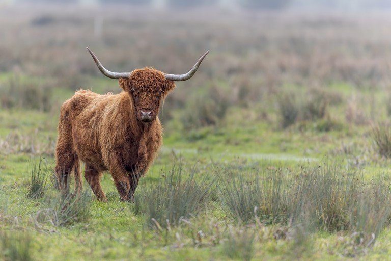 Vache race highland écossaise