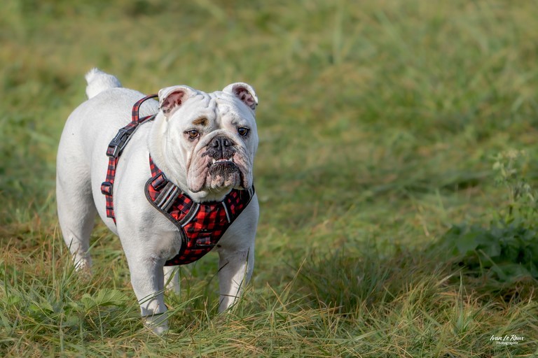 Bouledogue anglais