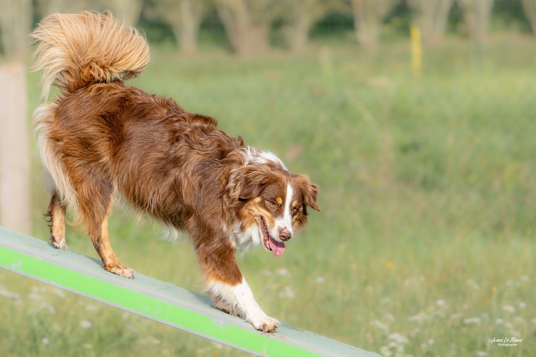 Berger australien agility