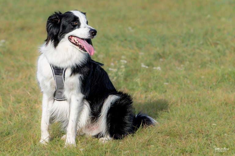 Border collie club canin