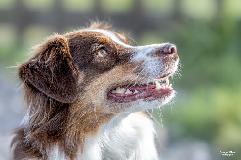 Berger australien portrait
