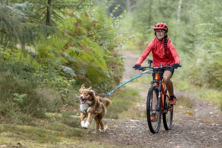 Cani-VTT