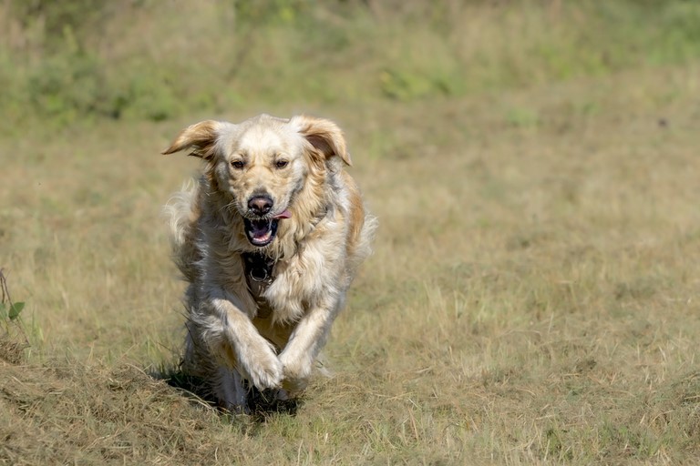 Golden retriever
