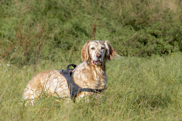 Chien avec harnais