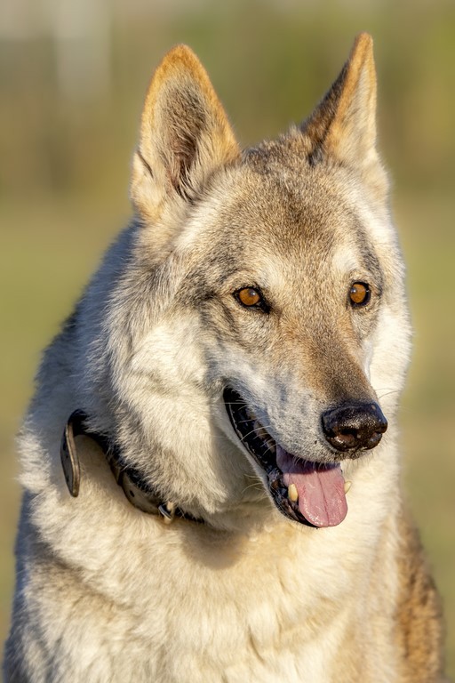 Chien loup