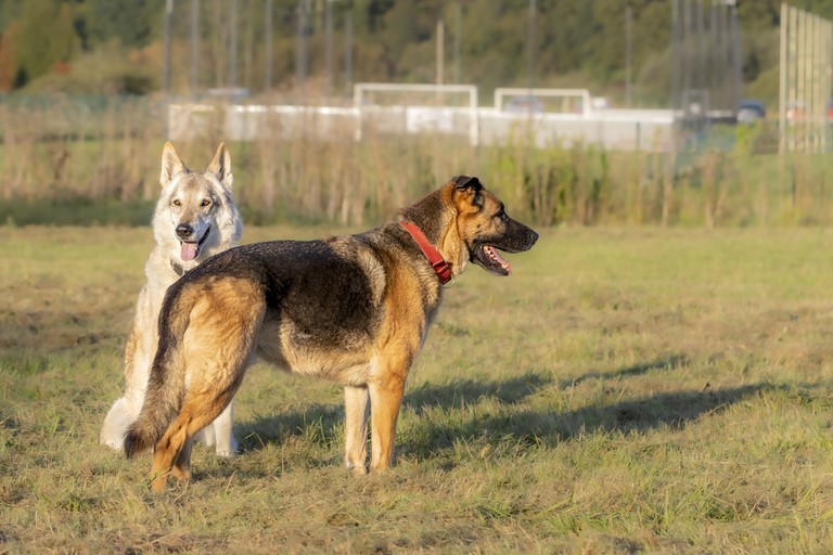 Chien loup et Berger Allemand