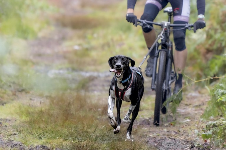 Cani-VTT