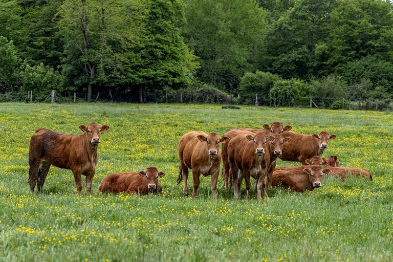 Vaches au pré